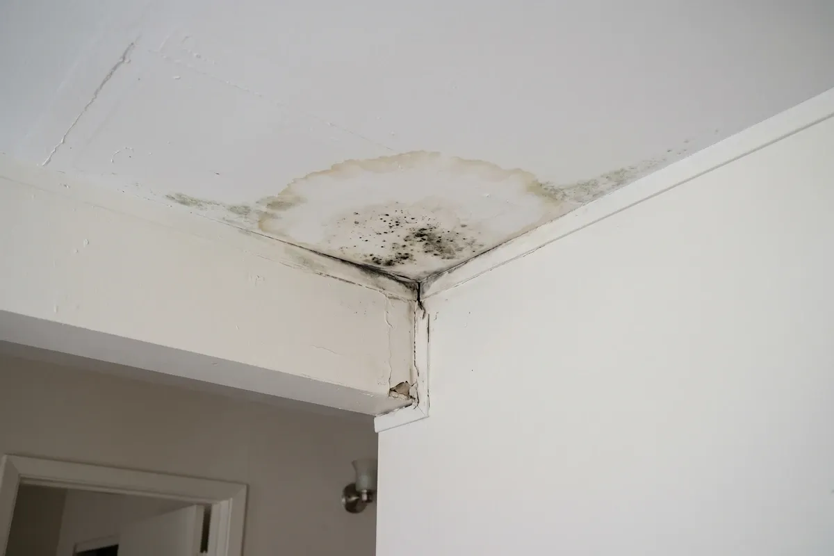 A downstairs condo ceiling drywall panel with a small dark mold patch growing from a damp water stain near the corner, subtle green-gray mold at edge of moisture ring, white painted ceiling, residential interior, no drama.