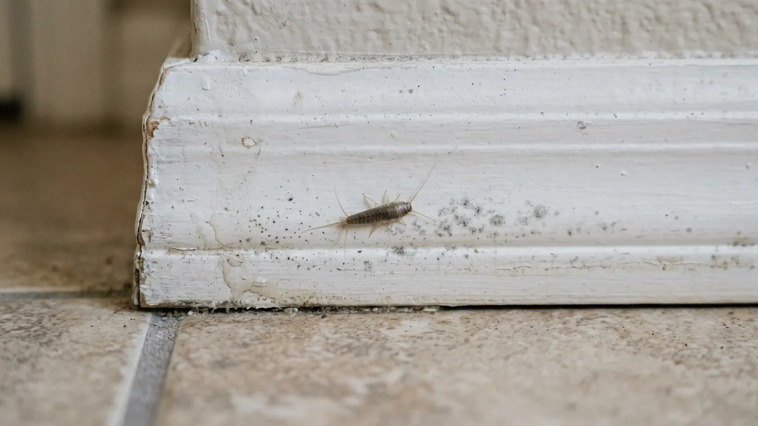 Silverfish on a damp Phoenix baseboard with mild mold staining visible nearby, natural light, documentary macro shot.