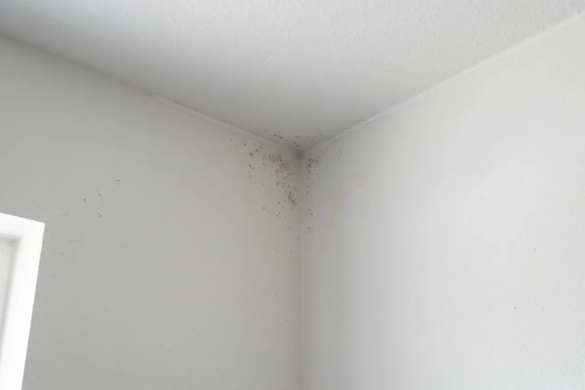 A small patch of dark mold spots with a light water stain in the corner where two walls meet the ceiling.